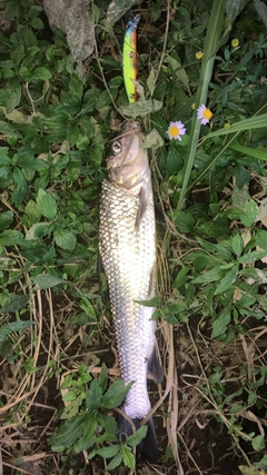 ニゴイの釣果