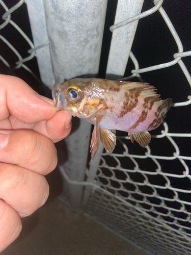 アオメバルの釣果