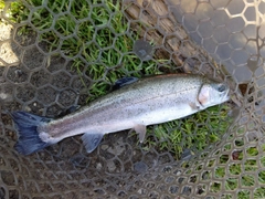 ニジマスの釣果