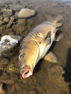 コイの釣果