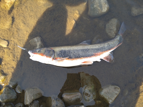 マルタウグイの釣果