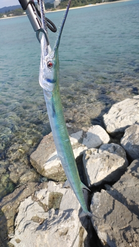 ダツの釣果