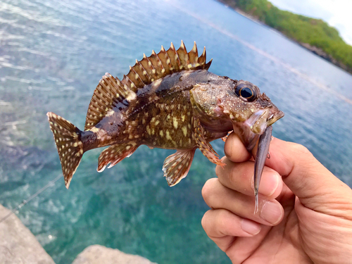 アラカブの釣果