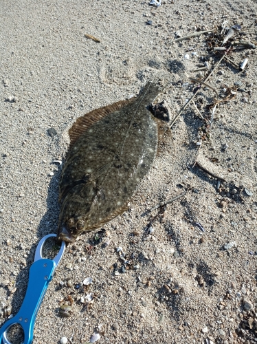 カレイの釣果