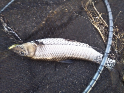 ニゴイの釣果