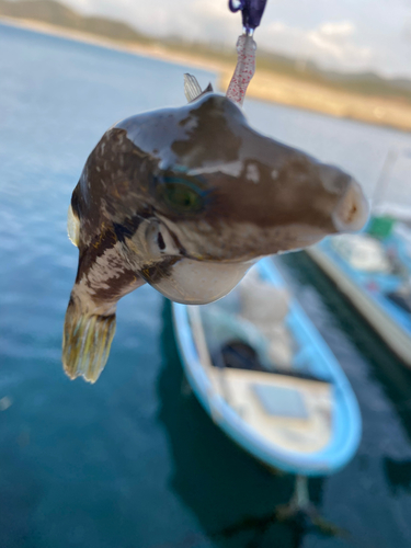 フグの釣果