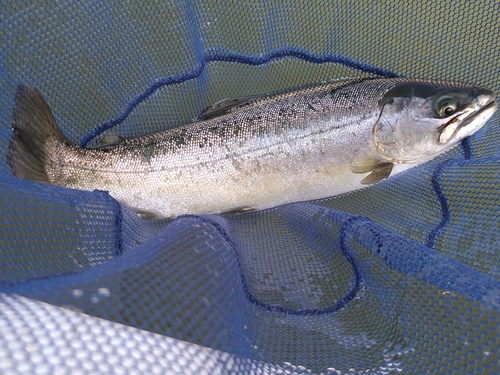 サクラマスの釣果