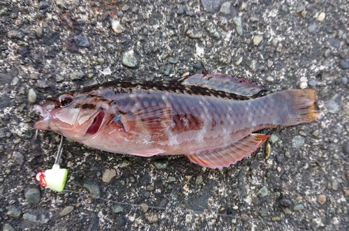 ホシササノハベラの釣果