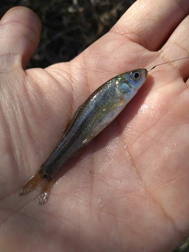 タモロコの釣果