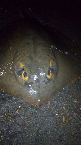 アカエイの釣果