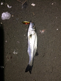 セイゴ（マルスズキ）の釣果