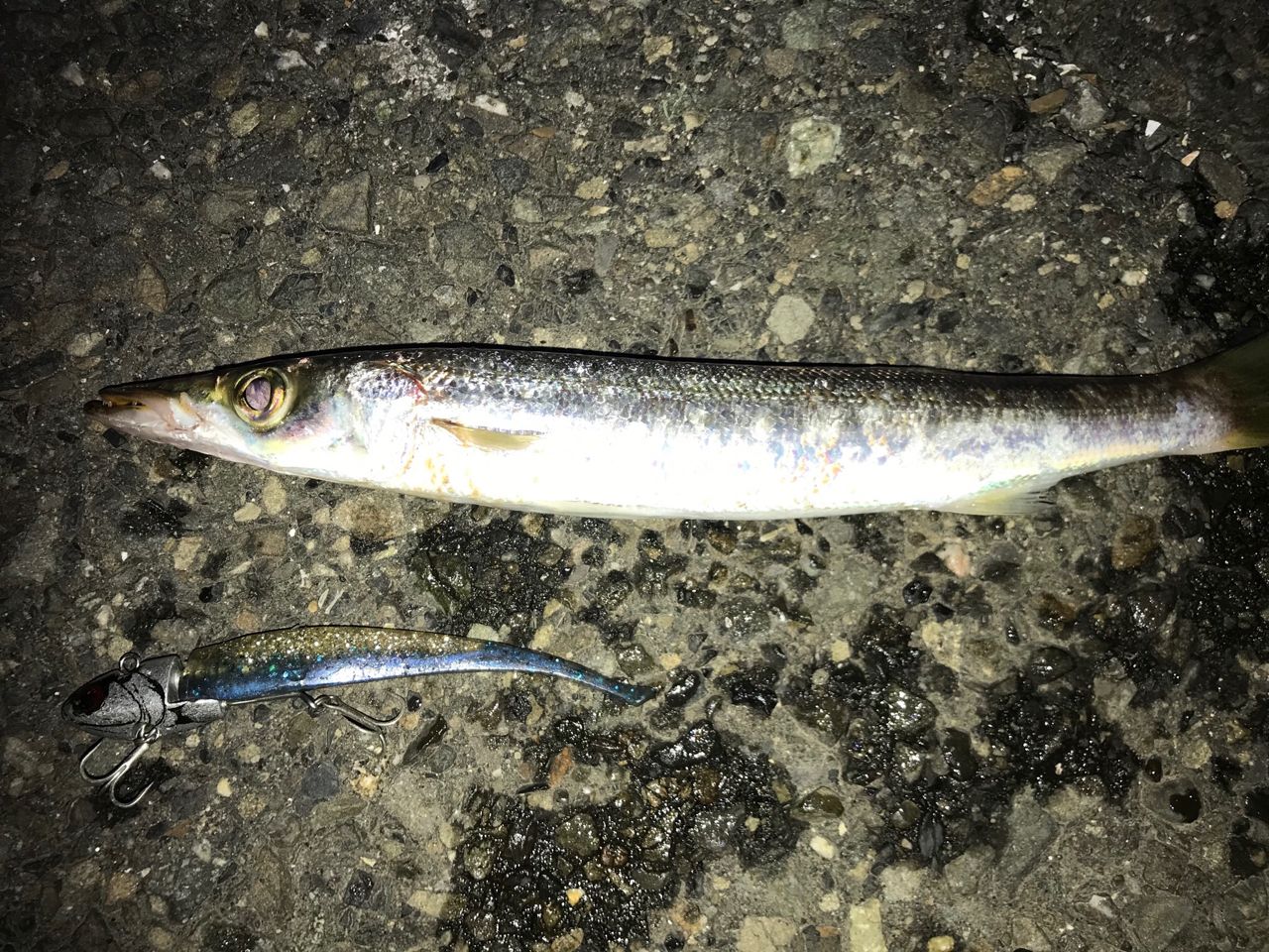 カマス