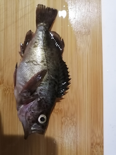 メバルの釣果