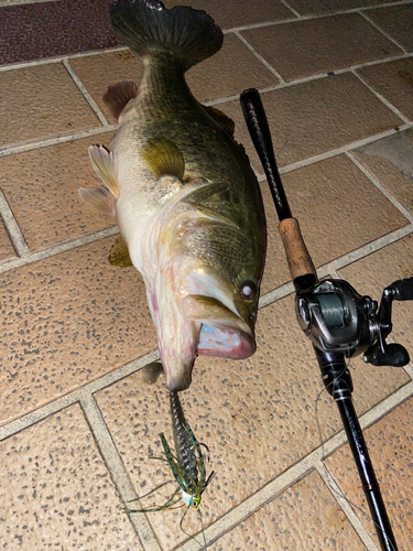 ブラックバスの釣果