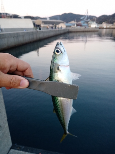 サバの釣果