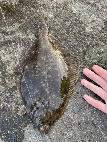 カレイの釣果