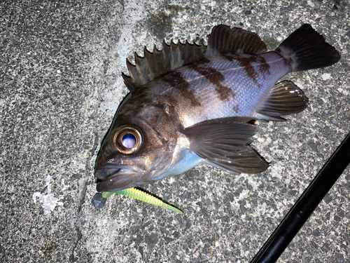 メバルの釣果