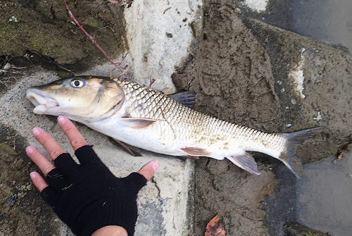 ニゴイの釣果