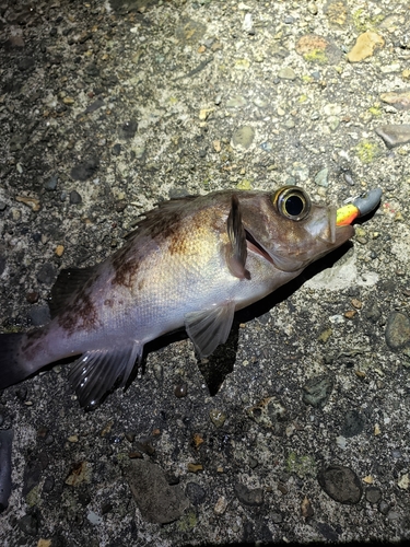 メバルの釣果