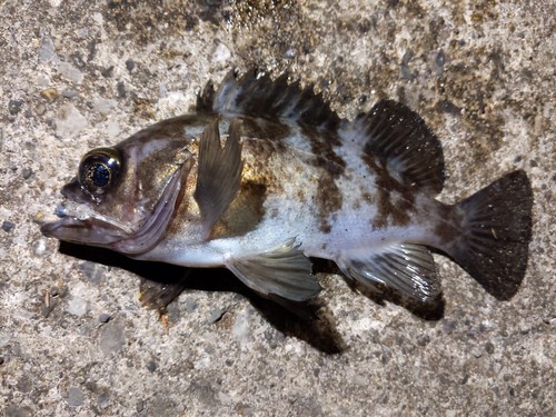 シロメバルの釣果