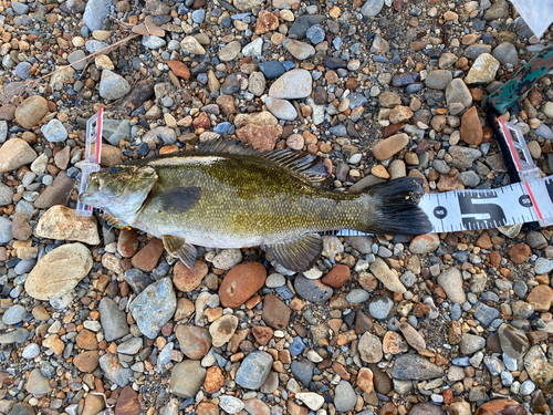 スモールマウスバスの釣果