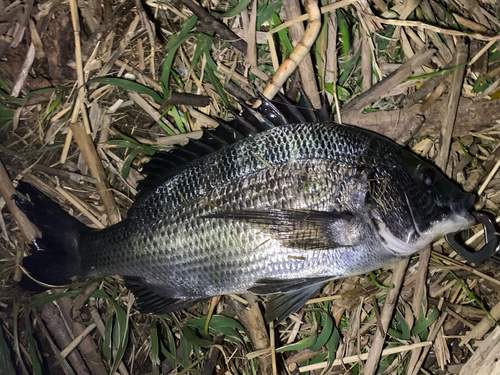 チヌの釣果