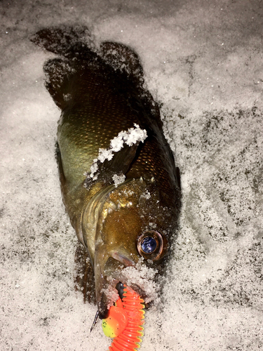 ガヤの釣果