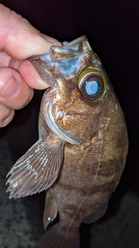 メバルの釣果