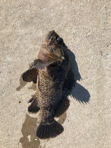 ムラソイの釣果