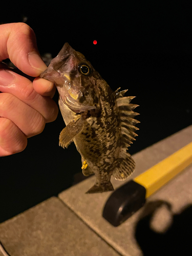 クロソイの釣果