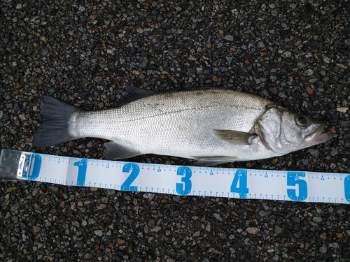 ヒラスズキの釣果