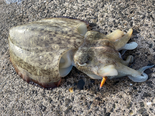 コウイカの釣果