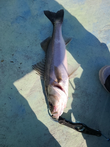 マルスズキの釣果