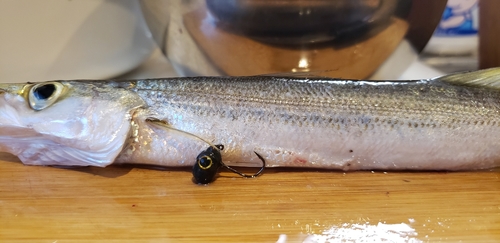 アカカマスの釣果