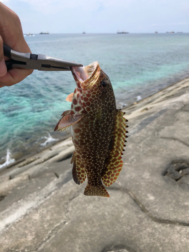 イシミーバイの釣果