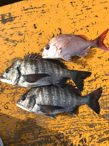 チヌの釣果