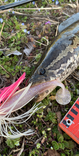 ライギョの釣果