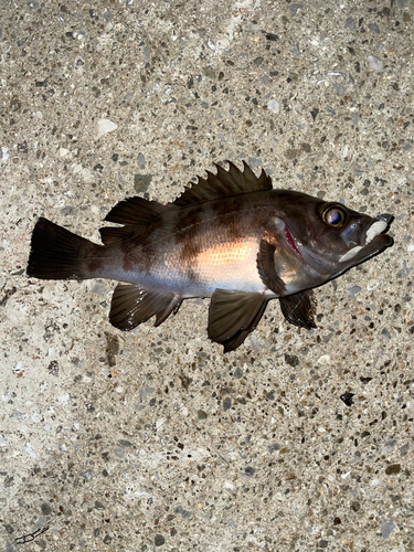 メバルの釣果