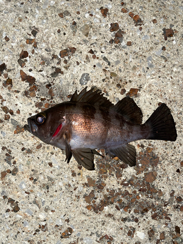 メバルの釣果