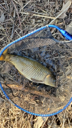 コイの釣果