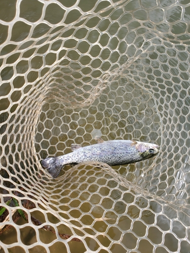 ニジマスの釣果