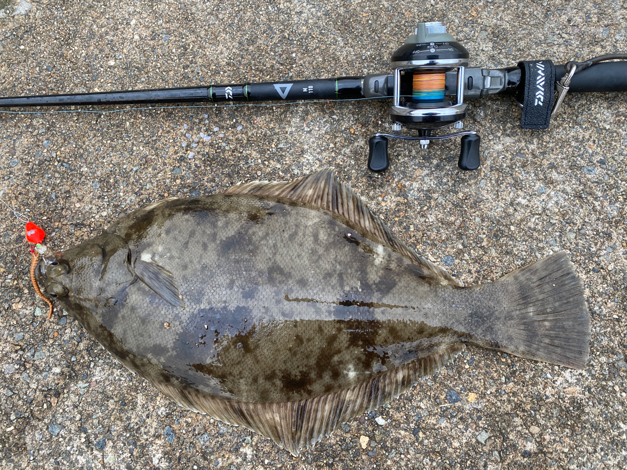 takao🎣 さんの 2021年02月23日のカレイの釣り・釣果情報(石川県