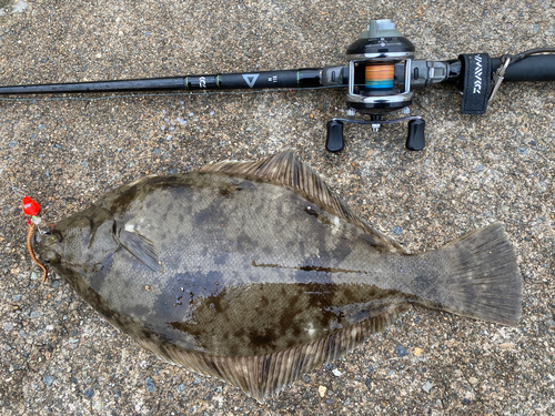 カレイの釣果