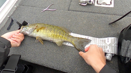 スモールマウスバスの釣果