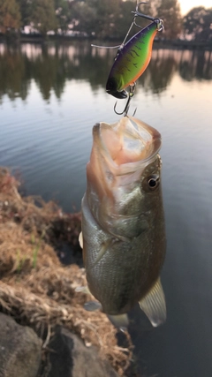 ラージマウスバスの釣果