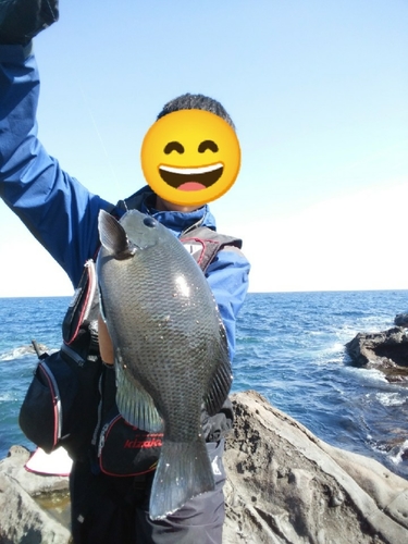 メジナの釣果