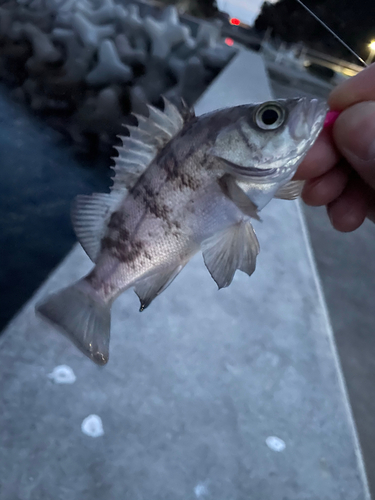 メバルの釣果