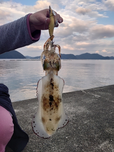 アオリイカの釣果