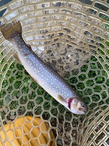 レインボートラウトの釣果