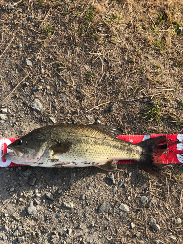 ブラックバスの釣果